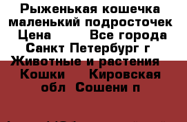 Рыженькая кошечка маленький подросточек › Цена ­ 10 - Все города, Санкт-Петербург г. Животные и растения » Кошки   . Кировская обл.,Сошени п.